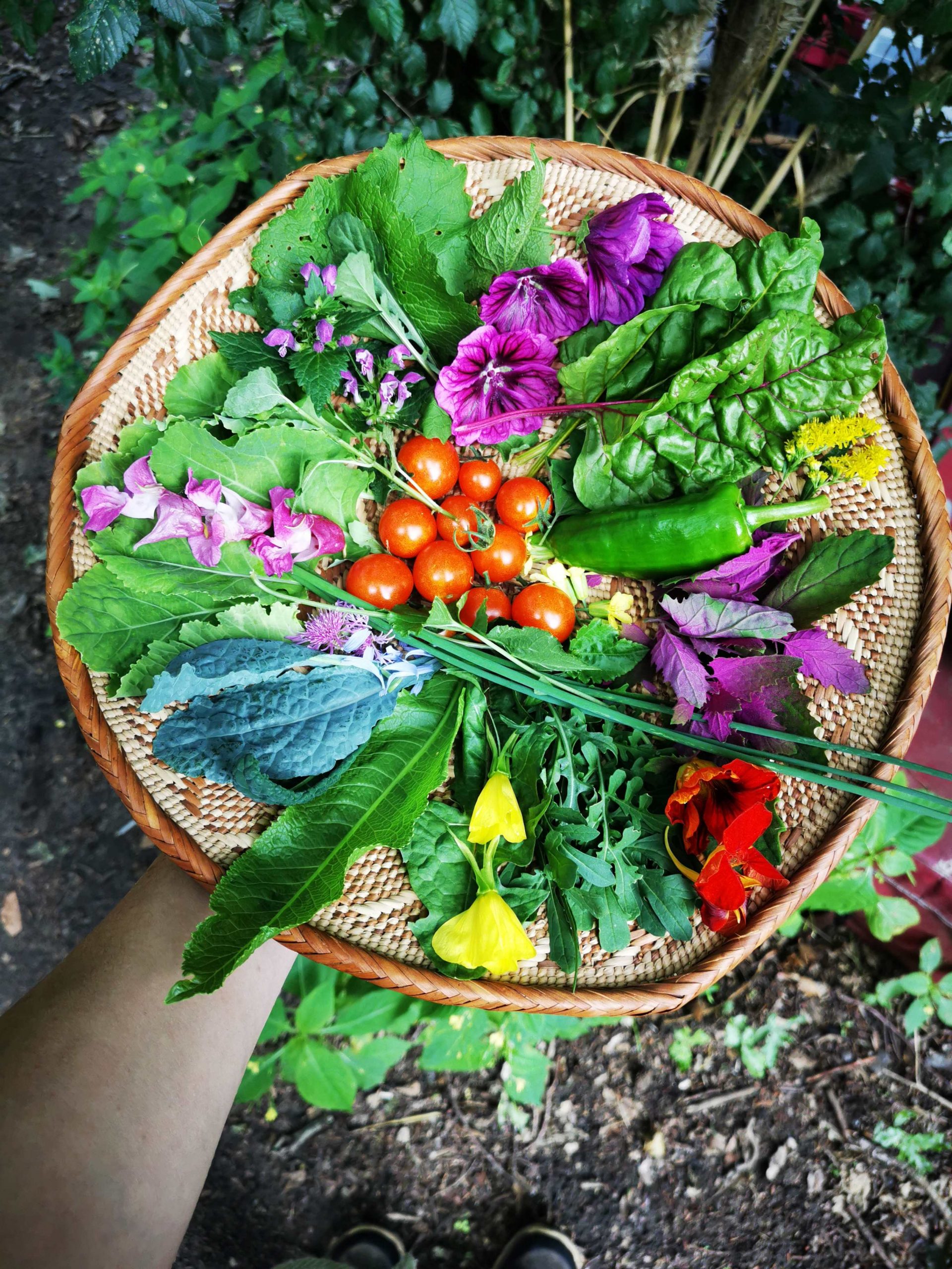 Oogstbord in juli van eetbare bloemen inheemse planten en moestuingewassen