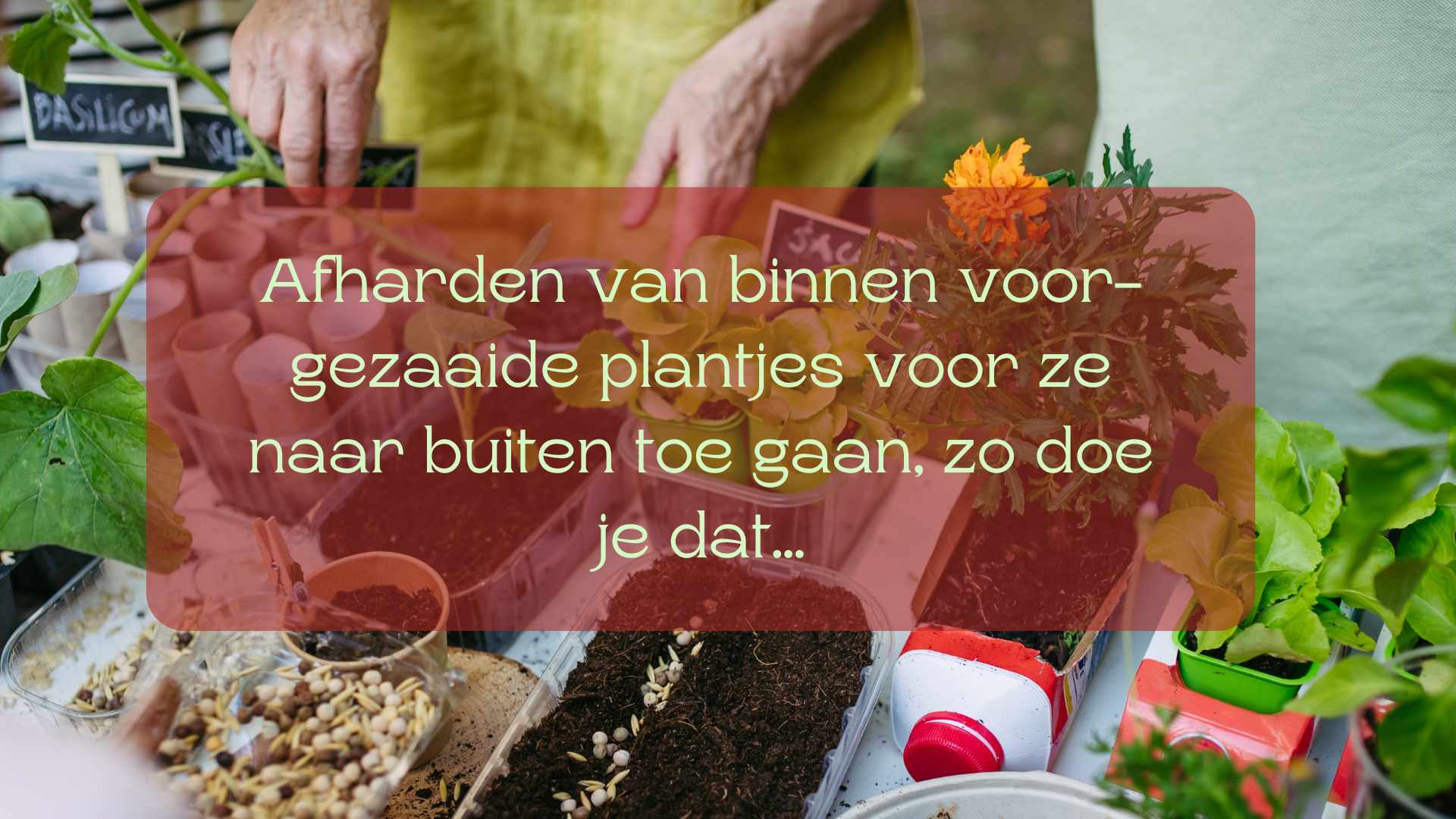 Ijsheilige